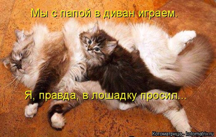 Лучшие котоматрицы недели (49 фото) Забавный котопост