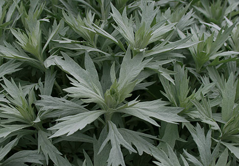 Полынь (Artemisia) Полынь (Artemisia)