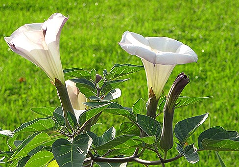 Дурман (Datura) Дурман (Datura)