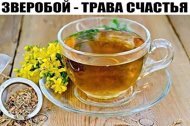 ХИЖИНА ЗДОРОВЬЯ. Зверобой - польза и применение ХИЖИНА ЗДОРОВЬЯ. Зверобой - польза и применение