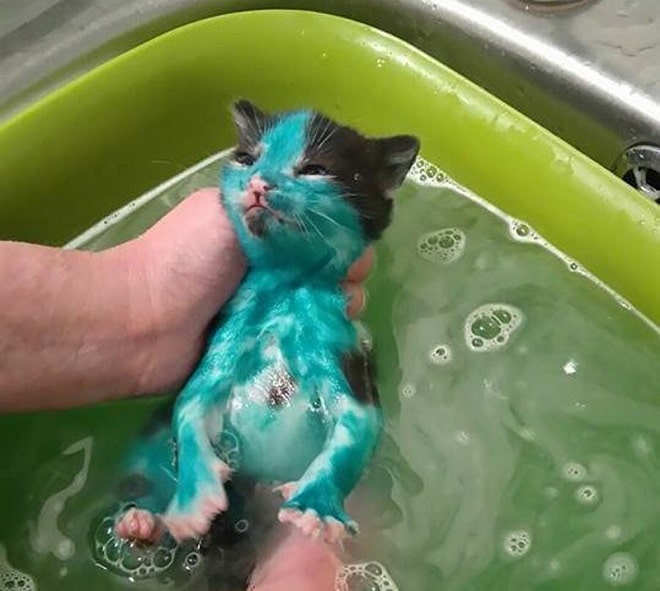 Котенок зеленый Котенок в ванной