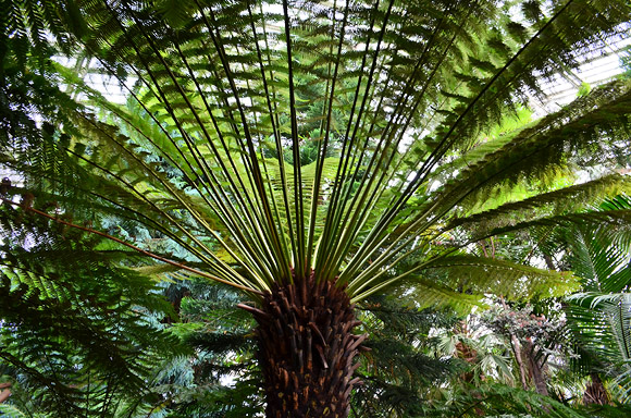 Photos of the Royal Botanic Gardens, Kew Gardens, west London, August 2011