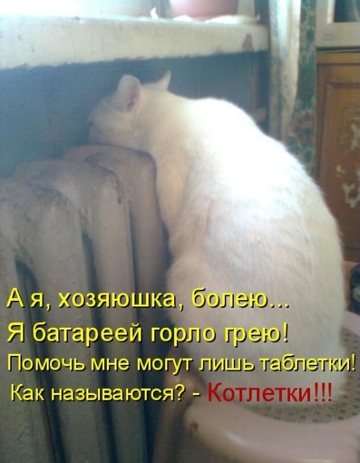 Котоматрица. Часть 2. (45 фото)
