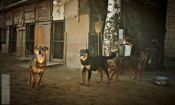 Реальность сложного, но приятного хобби. Я владелец приюта......