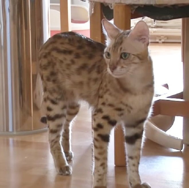 Кошка на кухне Кошка стоит