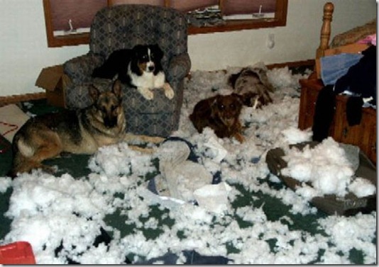 funny-cats-dogs-destroy-house-013