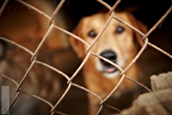 Реальность сложного, но приятного хобби. Я владелец приюта......