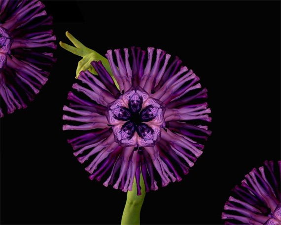 Сесилия Уэббер: Human Flowers
