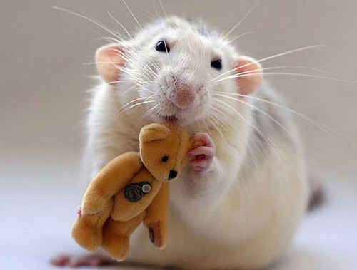 Фото крысок