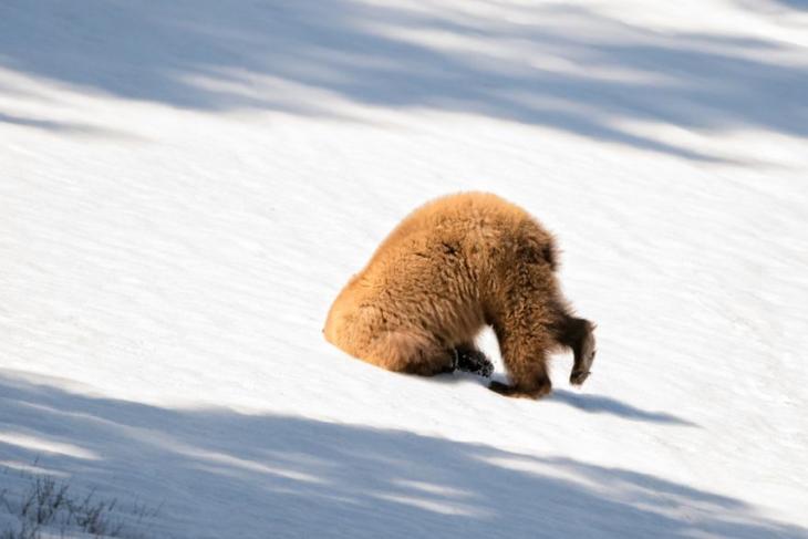 Самые смешные фотографии дикой природы 2018, Comedy Wildlife Photo Awards