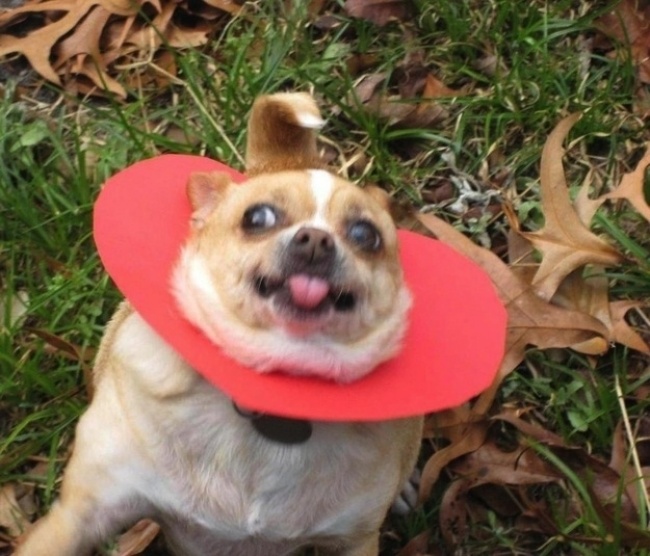 Забавные собаки, которые вообще не понимают, что здесь происходит Забавные собаки, которые вообще не понимают, что здесь происходит