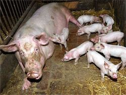 Новость на Newsland: Депутат проверит, сможет ли свинья прожить на прожиточный минимум