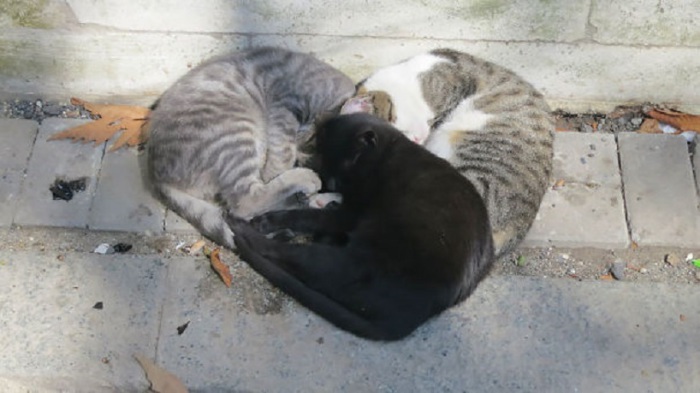Три котика уснули в виде сердечка.