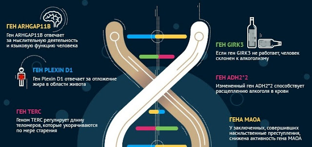 Как гены влияют на жизнь человека? Инфографика