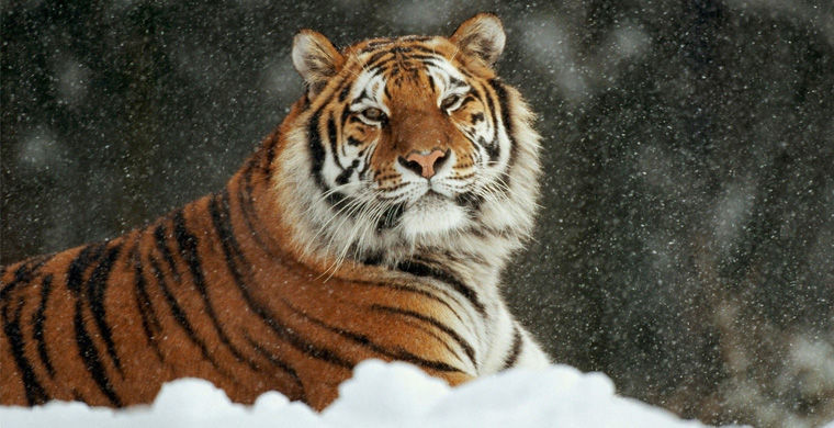 Редкие животные России