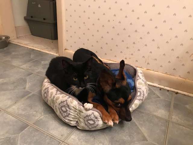 помощь животным собака и котенок отдыхают