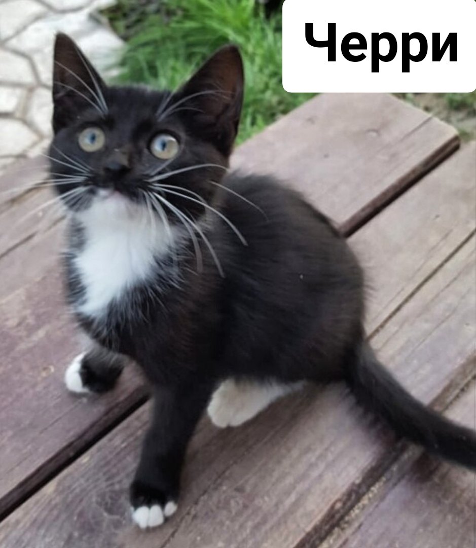 Разъезжаются все дачники и дальнейшая судьба их будет печальна... Помогите! Разъезжаются все дачники и дальнейшая судьба их будет печальна... Помогите!
