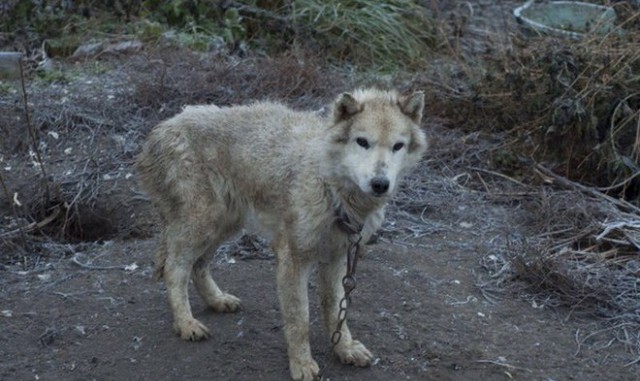  Девушка спасла 20 собак из адского приюта владимирская область, животные, приют
