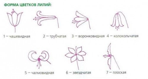 Форма цветков лилии