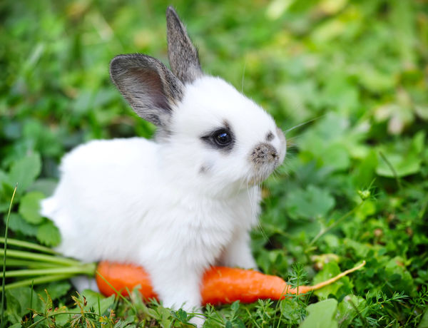 Милый кролик с морковью