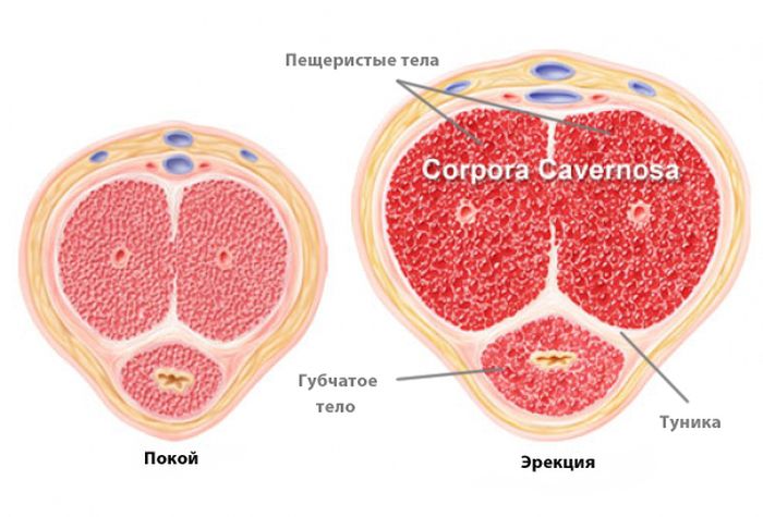 пещеристые (кавернозные) тела пениса
