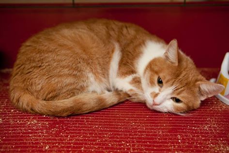 Фото Анны Кошкиной.
