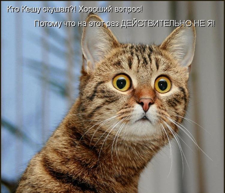 Котоматрица (81 фото)