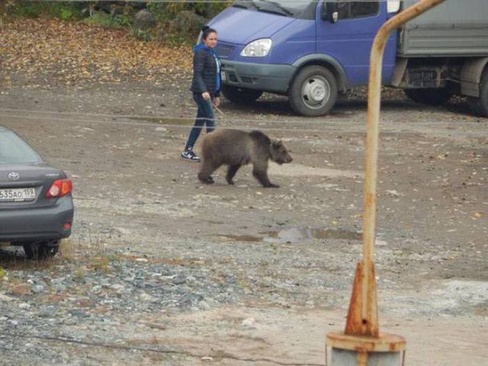 Такое возможно только в России. Часть 19