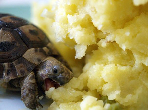 28. Малыш ест картофельное пюре 28. Малыш ест картофельное пюре ниндзя, питомцы, черепахи