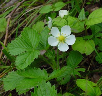 ����������� ������������ �������� � �� �����������