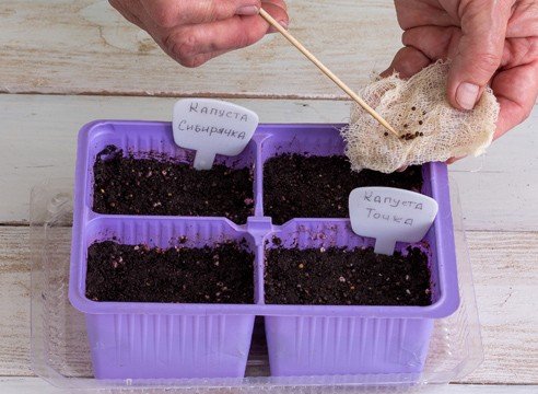 Выращивание рассады капусты в домашних условиях