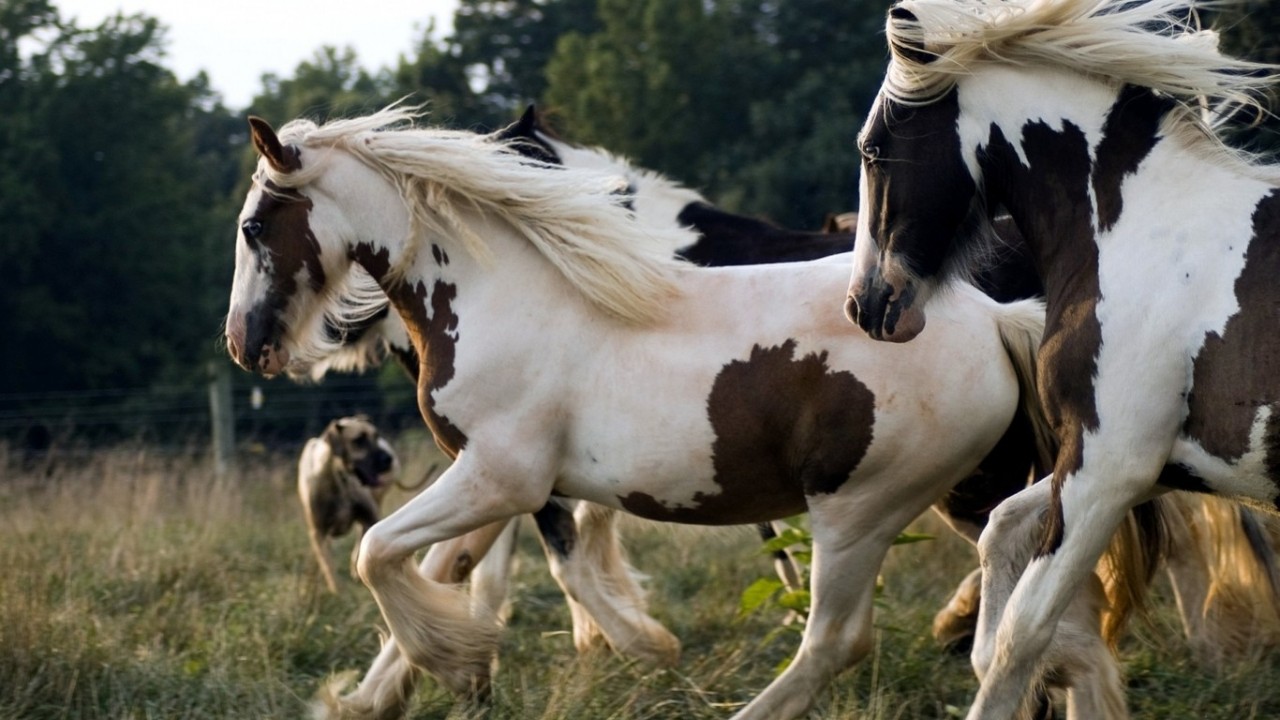 Острое обоняние лошади, факты, фото