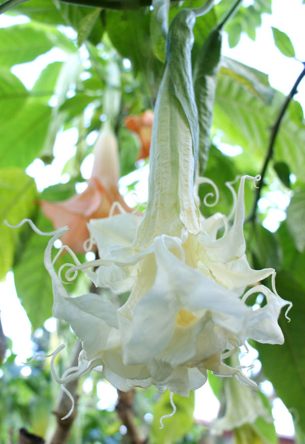 Brugmansia Summer magic