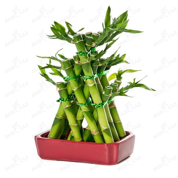 Как вырастить растение "бамбук счастья"