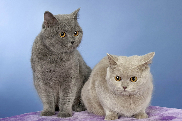 http://brit-cats.ru/wp-content/uploads/2014/08/buenna-mirabella.jpg