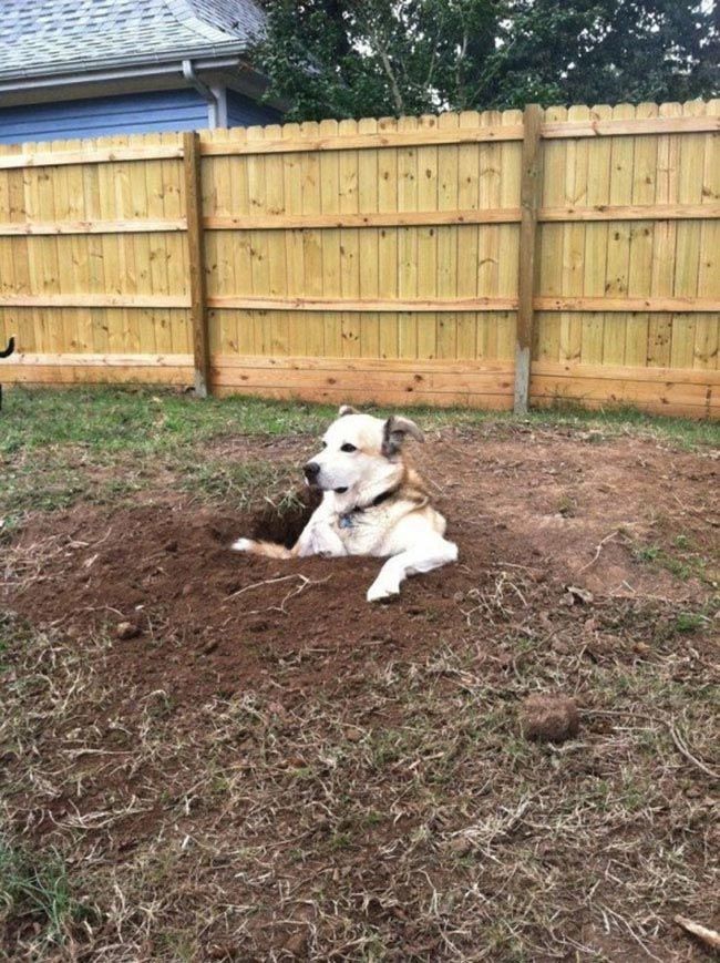 30 неприхотливых собак, которые будут сидеть везде, где им вздумается comfydogs14 30 неприхотливых собак, которые будут сидеть везде, где им вздумается