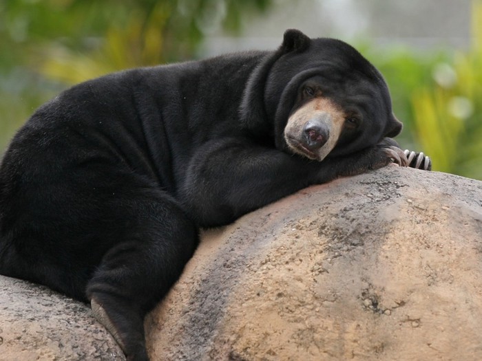  Малайский медведь Малайский, медведь, природа