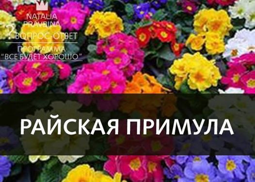 «"ПРИМУЛЫ. НЕБЕСНЫЕ ЦВЕТЫ-КЛЮЧИКИ" <a href=