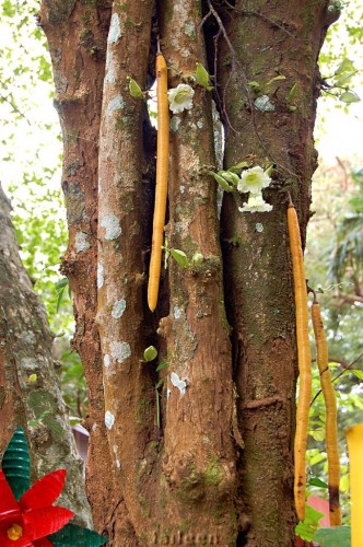 Свечные деревья (Candle tree)