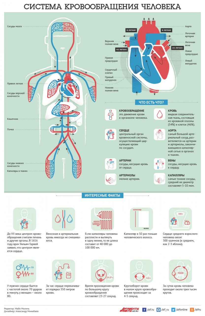 Как устроена система кровообращения человека? Инфографика
