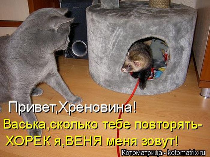 Лучшие котоматрицы недели (49 фото) Забавный котопост