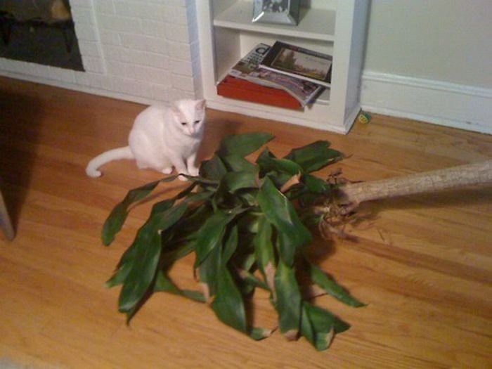 Коты- преступники Коты- преступники животные, юмор