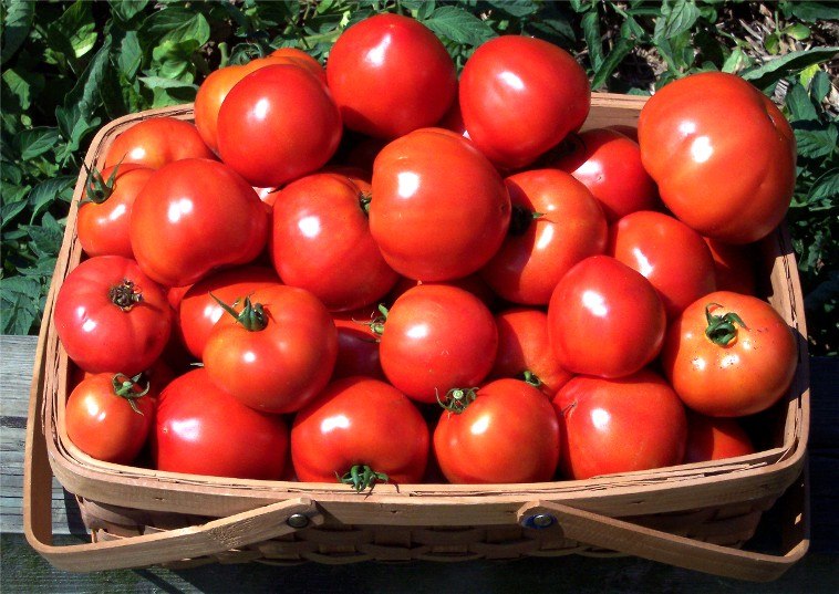 60 томатов с одного куста - это реально!