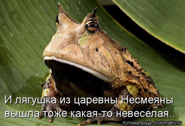 Котоматрицы (картинки с надписями)