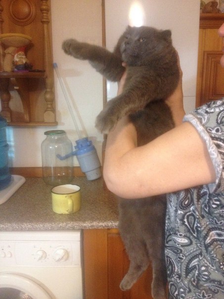 История этого кота очень непростая
