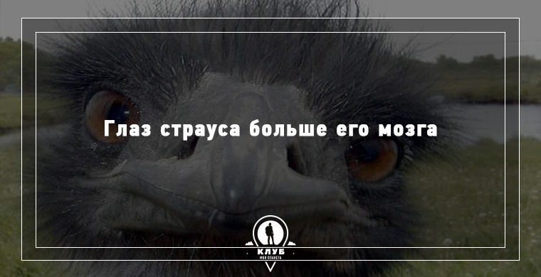 15 удивительных фактов о животных животные, факты