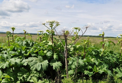 Торнадо борщевик эффект через дней