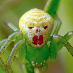 Самые необычные особенности пауков