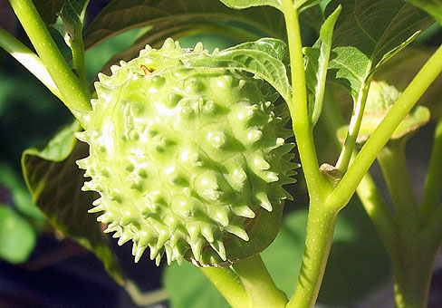 Дурман (Datura) Дурман (Datura)