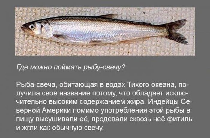 Интересные факты (19 фото) Интересные факты (19 фото)